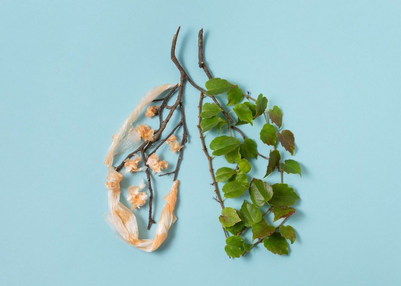 Bacteria are the most common cause of white lung pneumonia (image by freepik on freepik)